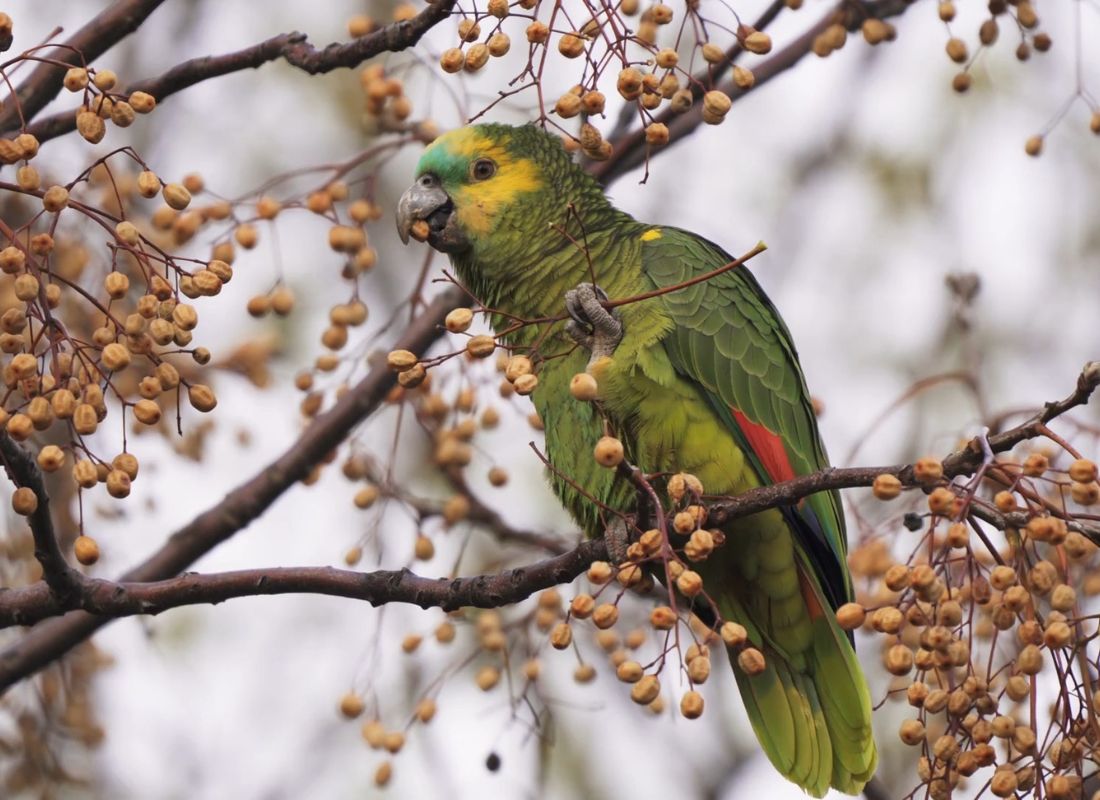 amazonski papagaj na grani jede bobice