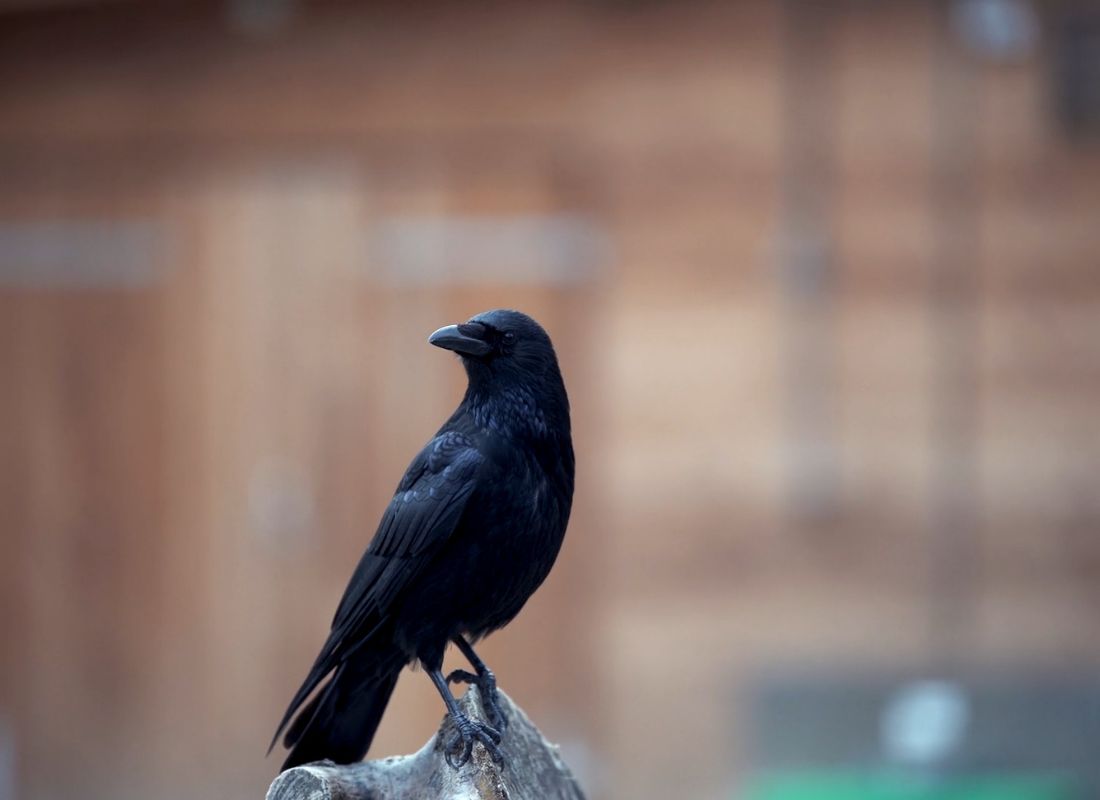 prikaz gavrana koji gleda u stranu