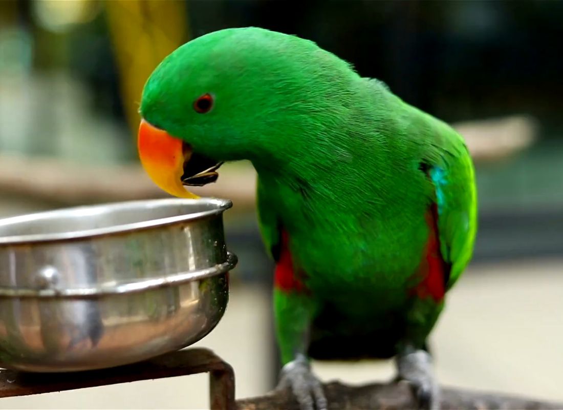 prikaz papagaja koji jede iz metalne činije