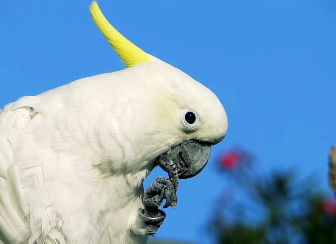 prikaz kakadui papagaja 