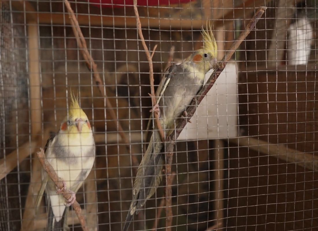 dva papagaja u drvenom kavezu sa metalnom žicom