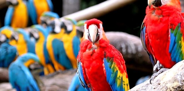 prikaz mnogo papagaja različitih boja na grani drveta