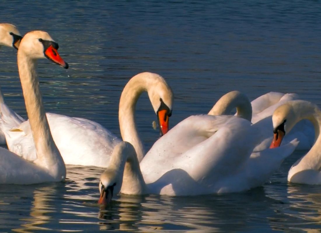 prikaz labudova u vodi koji jedu 