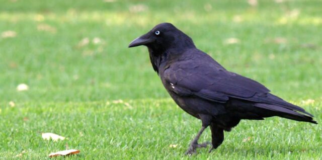 gavran sa plavim očima stoji na travi