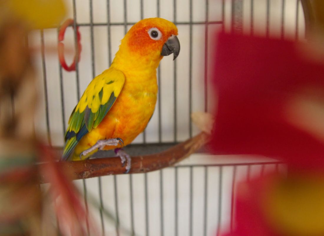 prikaz papagaja u kavezu okruženog sa igračkama