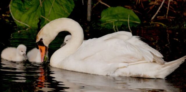 majka labudica jede u vodi sa svojim labudovima