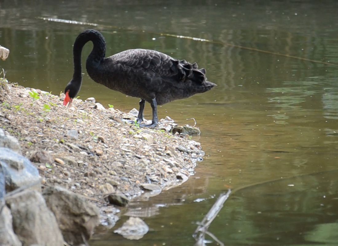 crni labud stoji na kopnu pored vode i jede travu koja je izrasla 