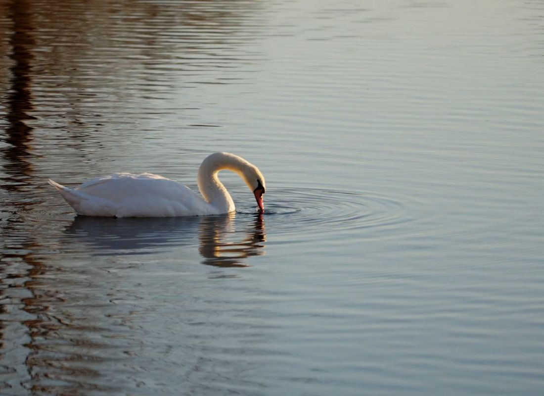 prikaz labuda sa glavom u vodi 