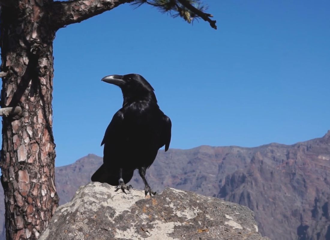 prikaz gavrana koji stoji na steni