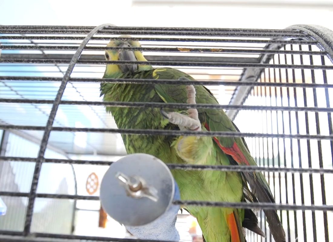 papagaj u kavezu